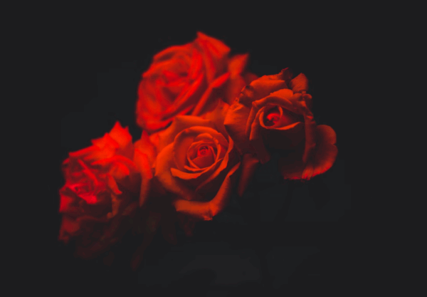 rosenstrauß „liebe pur“