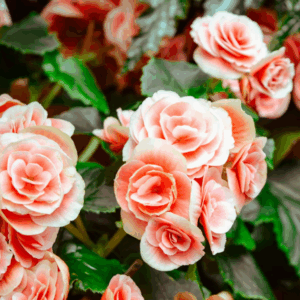 „pink romance“ bouquet „pink romance“ bouquet