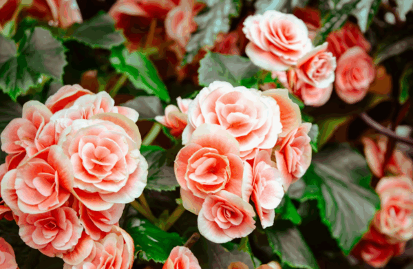 „pink romance“ bouquet