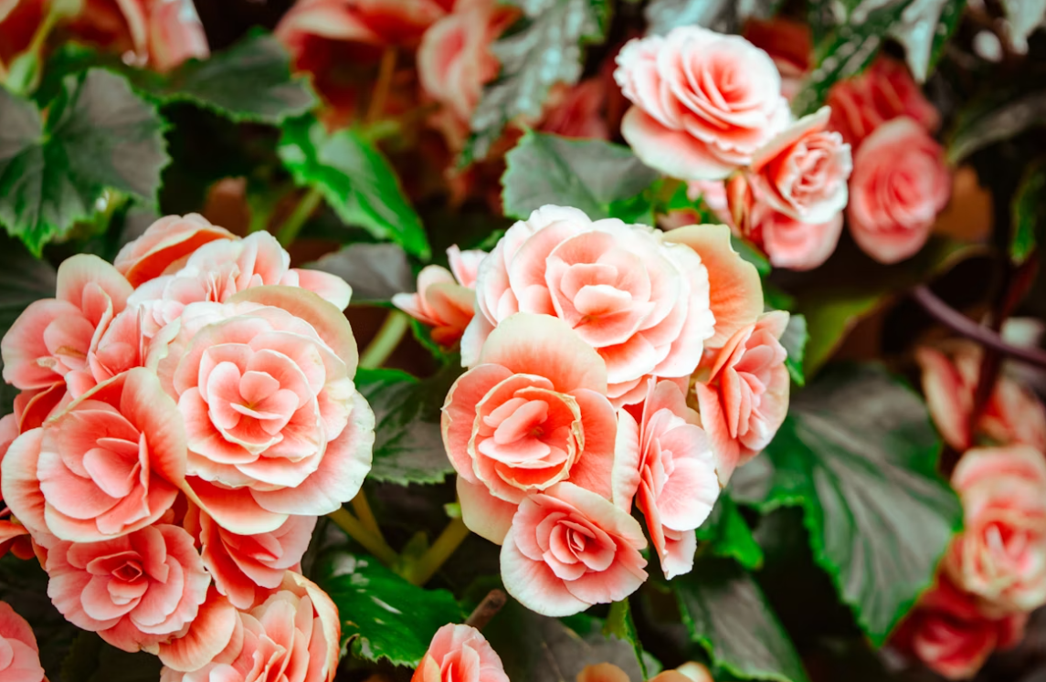 „pink romance“ bouquet „pink romance“ bouquet
